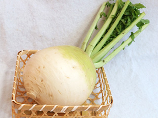 しょうごいんだいこん